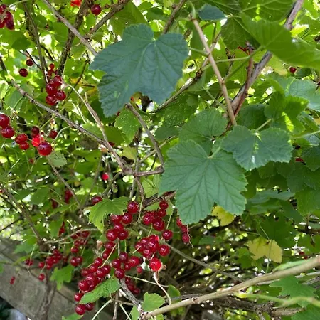 Evelina * Steinheim (Westphalia)