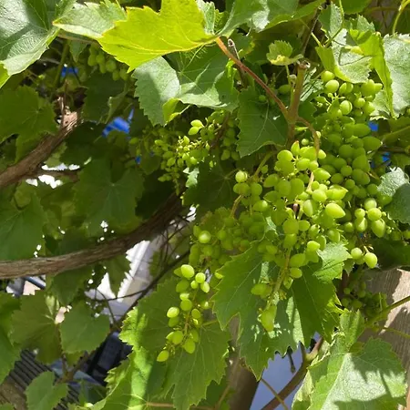 Prázdninový dům Evelina