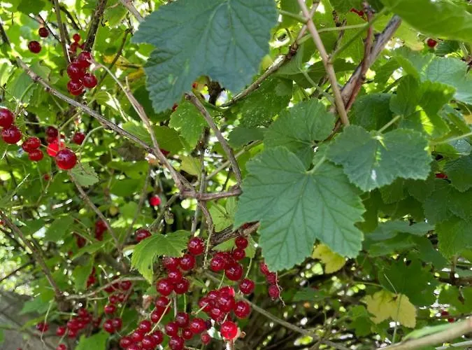 Evelina * Steinheim (Westphalia)